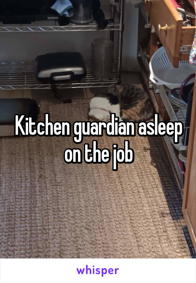 Kitchen guardian asleep on the job