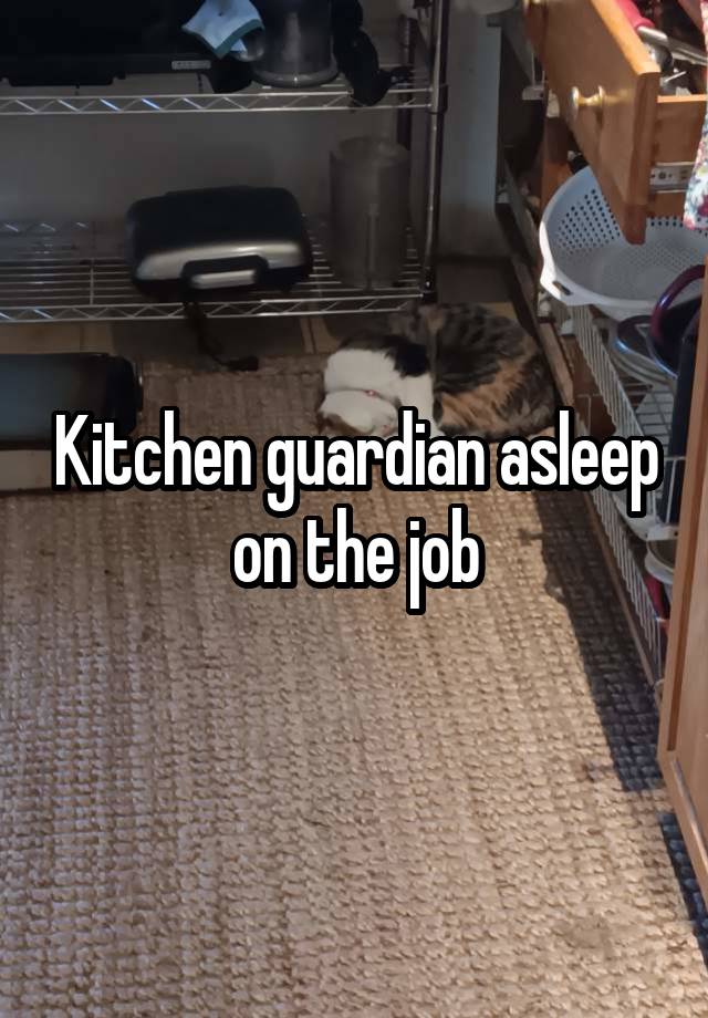 Kitchen guardian asleep on the job