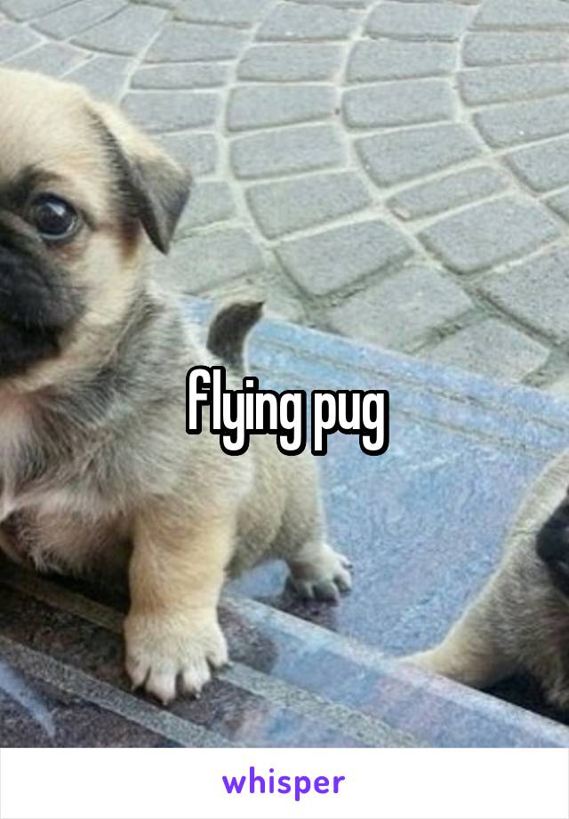 flying pug