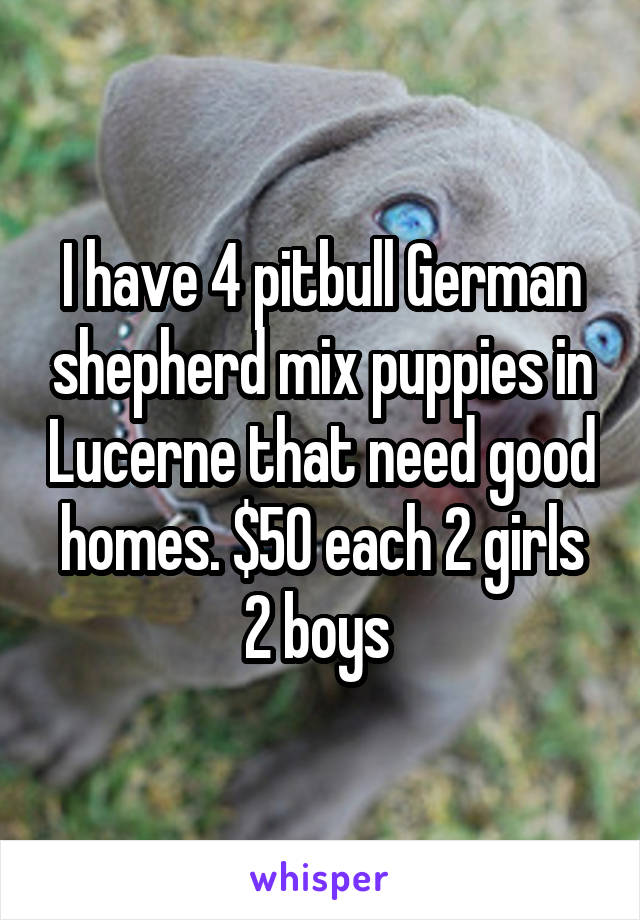 I have 4 pitbull German shepherd mix puppies in Lucerne that need good homes. $50 each 2 girls 2 boys 