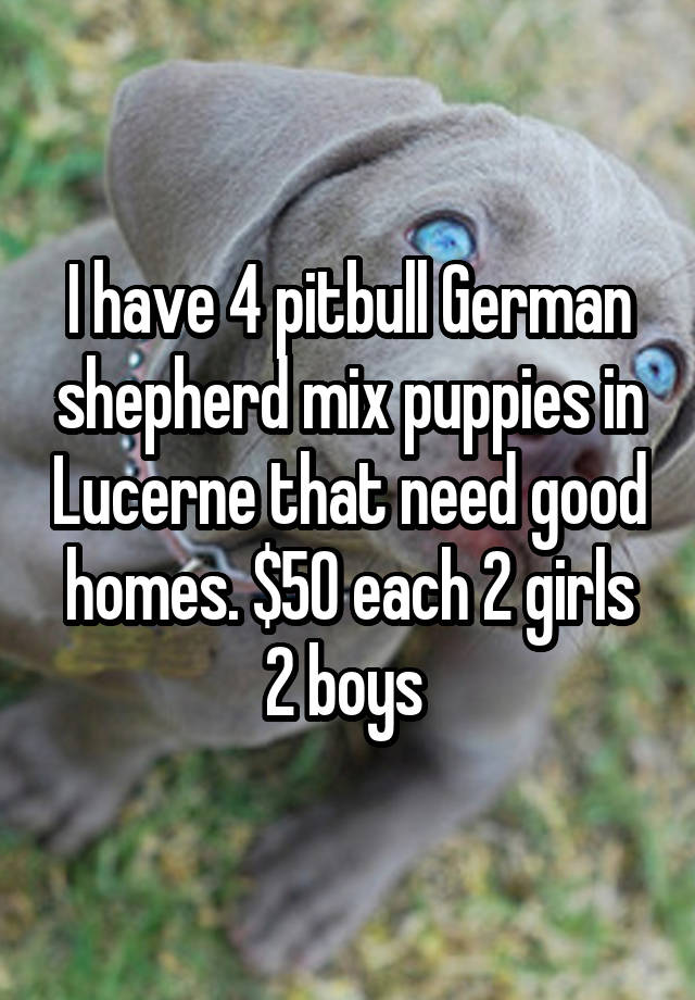 I have 4 pitbull German shepherd mix puppies in Lucerne that need good homes. $50 each 2 girls 2 boys 