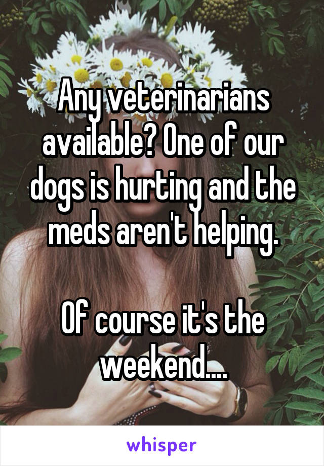 Any veterinarians available? One of our dogs is hurting and the meds aren't helping.

Of course it's the weekend....
