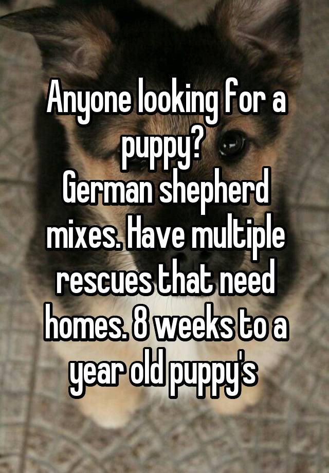 Anyone looking for a puppy? 
German shepherd mixes. Have multiple rescues that need homes. 8 weeks to a year old puppy's 
