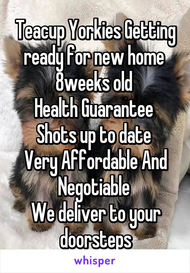 Teacup Yorkies Getting ready for new home 
8weeks old 
Health Guarantee 
Shots up to date 
Very Affordable And Negotiable 
We deliver to your doorsteps