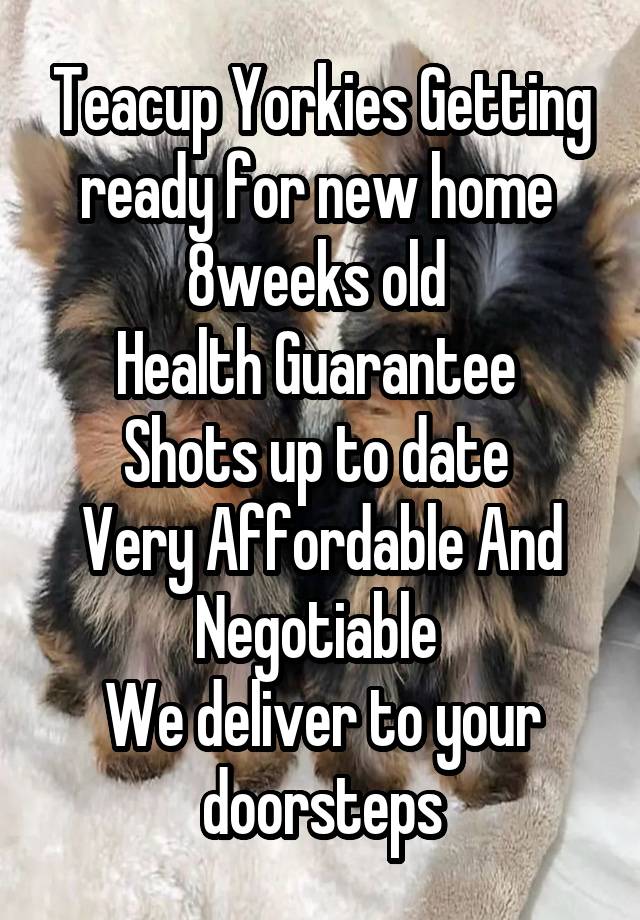 Teacup Yorkies Getting ready for new home 
8weeks old 
Health Guarantee 
Shots up to date 
Very Affordable And Negotiable 
We deliver to your doorsteps