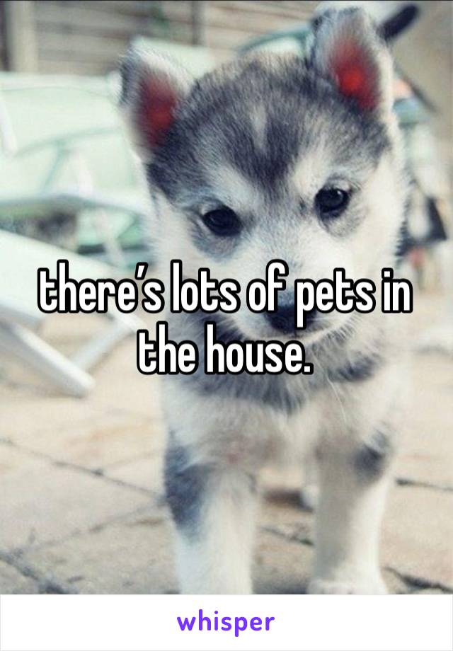 there’s lots of pets in the house. 