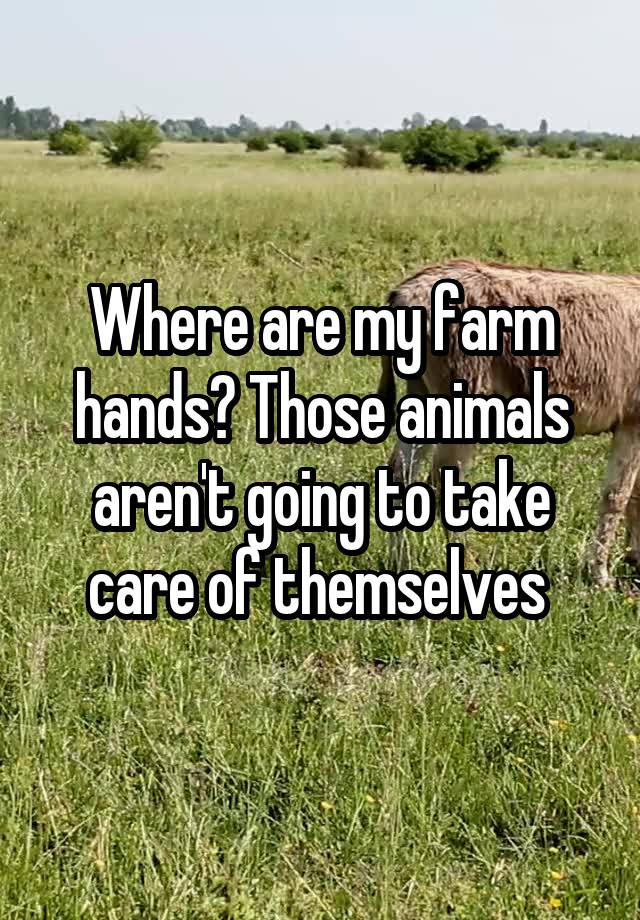 Where are my farm hands? Those animals aren't going to take care of themselves 