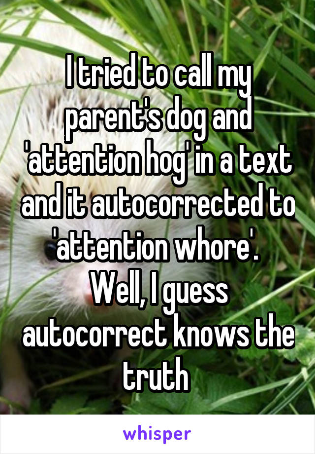 I tried to call my parent's dog and 'attention hog' in a text and it autocorrected to 'attention whore'. 
Well, I guess autocorrect knows the truth 