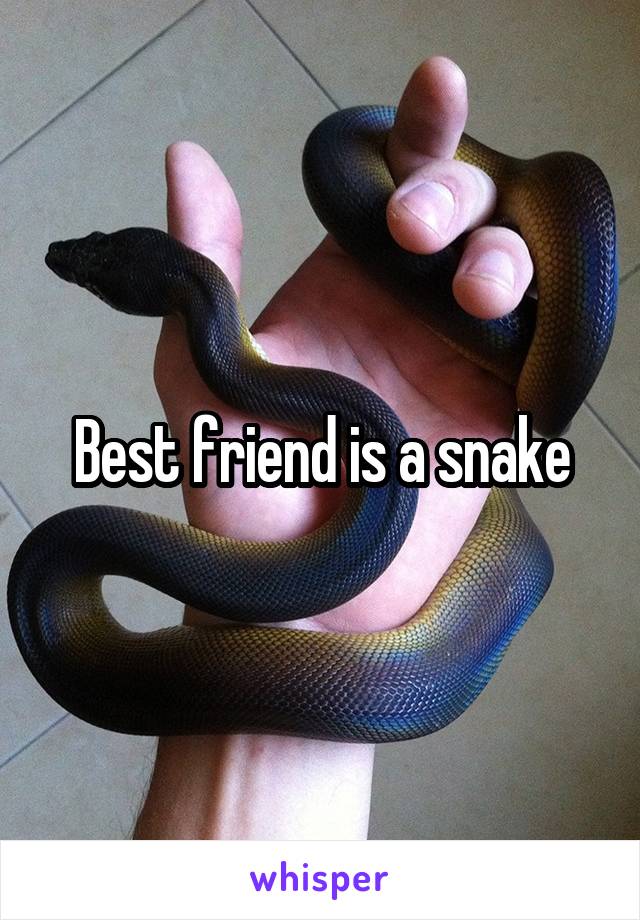 Best friend is a snake