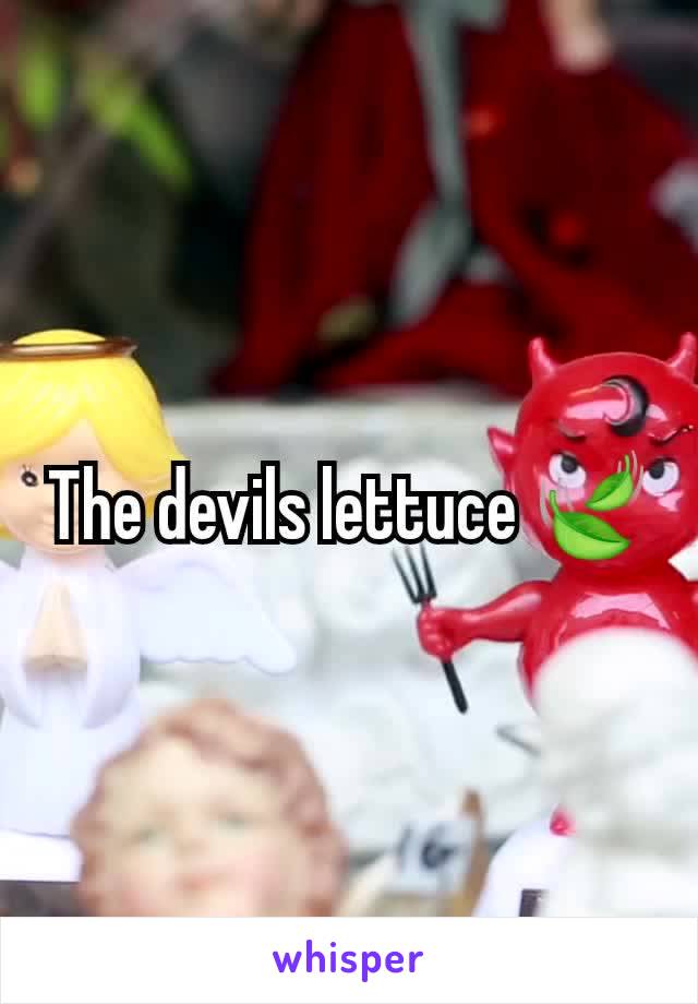 The devils lettuce 🍃