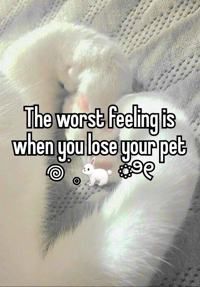 The worst feeling is when you lose your pet
𖦹 ׂ 𓈒🐇 ೀ