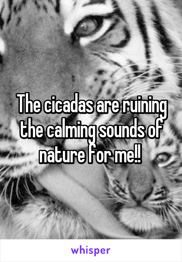 The cicadas are ruining the calming sounds of nature for me!! 