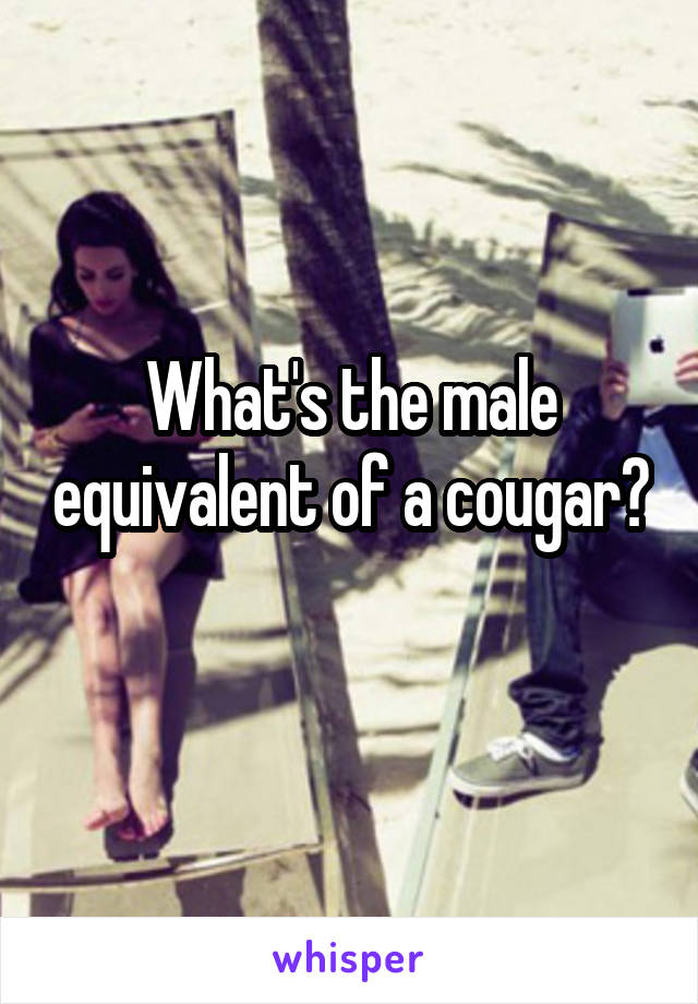 What's the male equivalent of a cougar? 