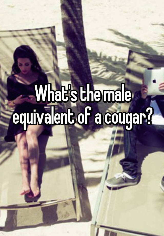 What's the male equivalent of a cougar? 