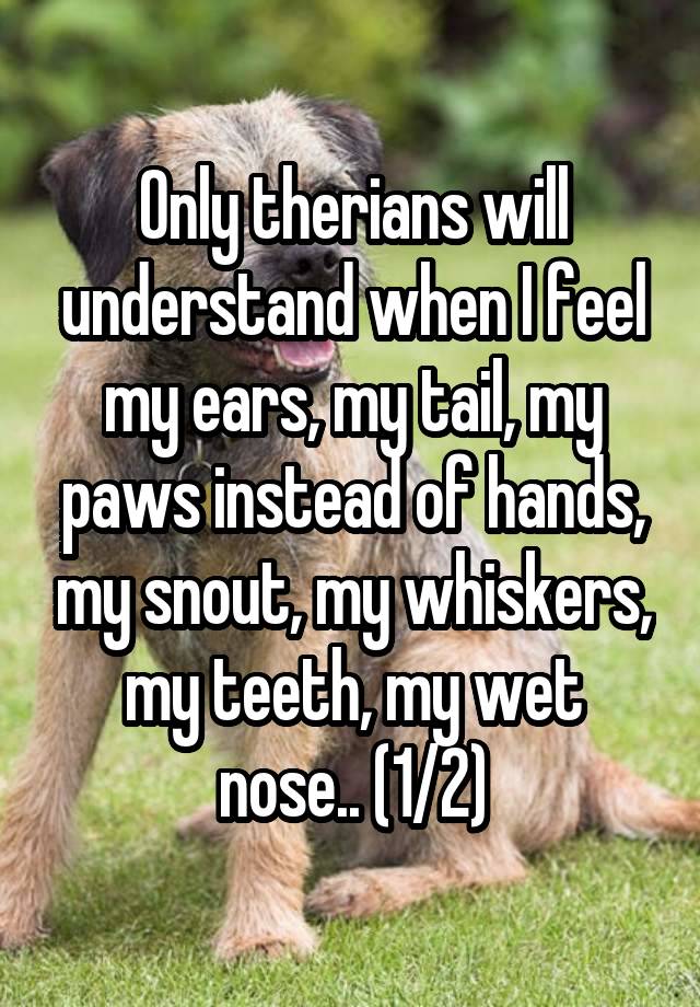 Only therians will understand when I feel my ears, my tail, my paws instead of hands, my snout, my whiskers, my teeth, my wet nose.. (1/2)