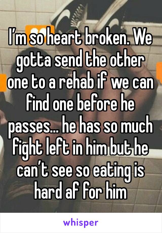 I’m so heart broken. We gotta send the other one to a rehab if we can find one before he passes… he has so much fight left in him but he can’t see so eating is hard af for him