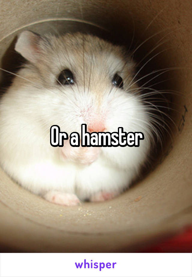 Or a hamster