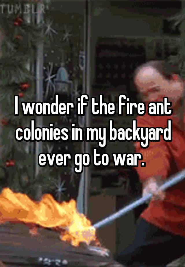 I wonder if the fire ant colonies in my backyard ever go to war. 