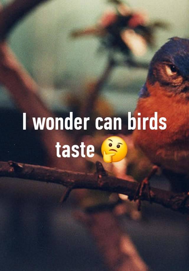 I wonder can birds taste 🤔 