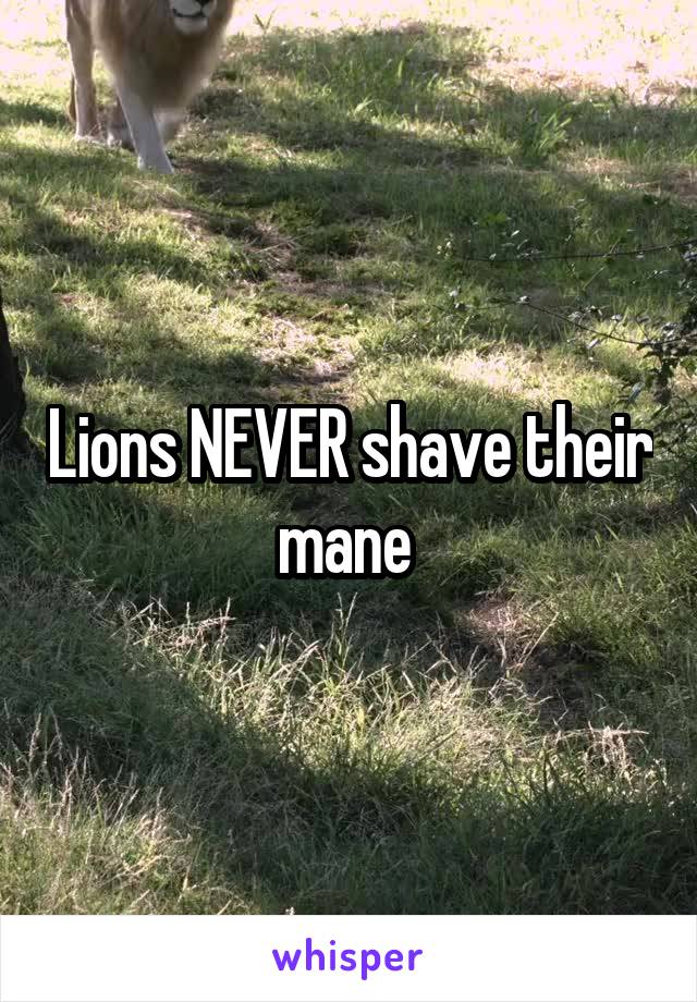 Lions NEVER shave their mane 
