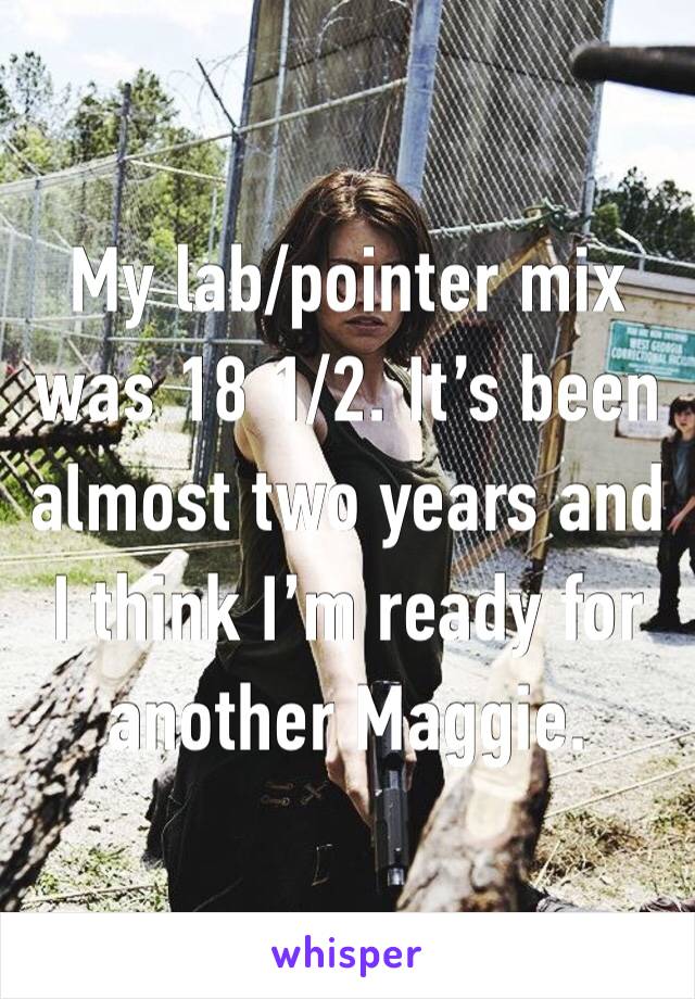 My lab/pointer mix was 18 1/2. It’s been almost two years and I think I’m ready for another Maggie.