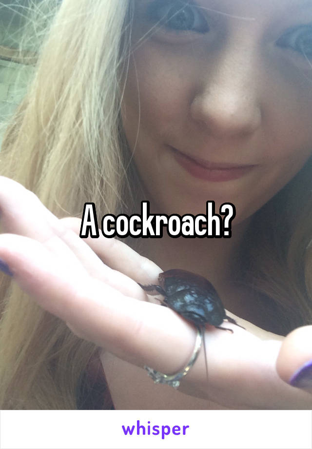 A cockroach?