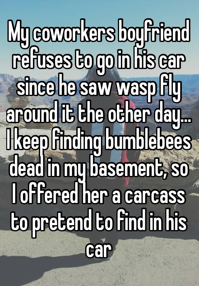 My coworkers boyfriend refuses to go in his car since he saw wasp fly around it the other day… I keep finding bumblebees dead in my basement, so I offered her a carcass to pretend to find in his car