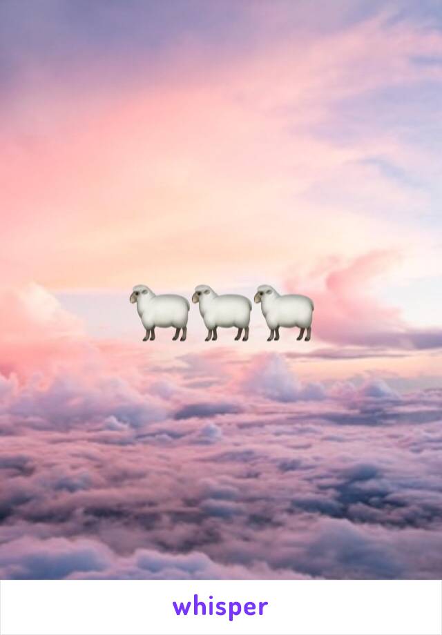 🐑🐑🐑