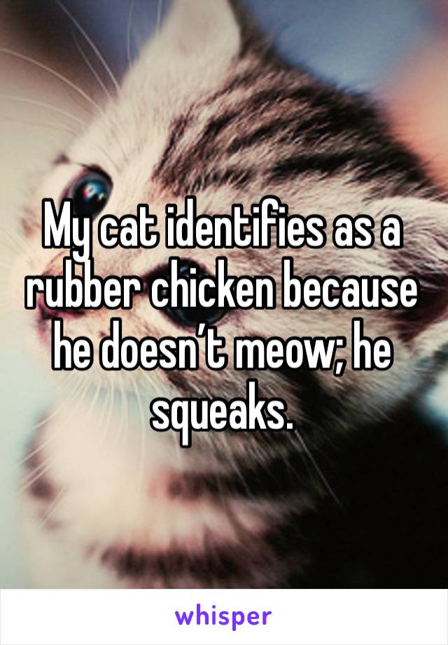 My cat identifies as a rubber chicken because he doesn’t meow; he squeaks.