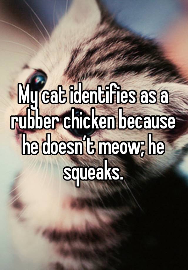 My cat identifies as a rubber chicken because he doesn’t meow; he squeaks.