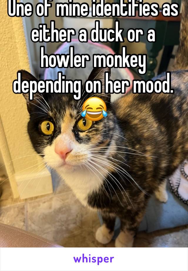 One of mine identifies as either a duck or a howler monkey depending on her mood. 😂 